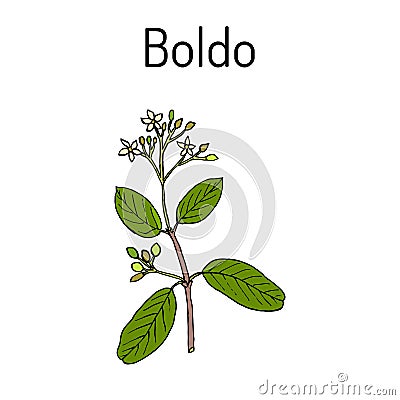 Boldo Peumus boldus , culinary and medicinal plant Vector Illustration