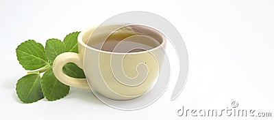 Boldo tea Stock Photo