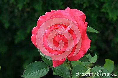 Boldy bright red rose Stock Photo