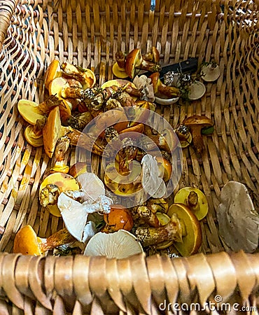 Boletales in a basket Stock Photo