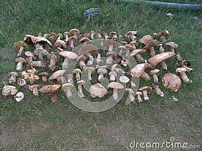 Boletes in group Stock Photo