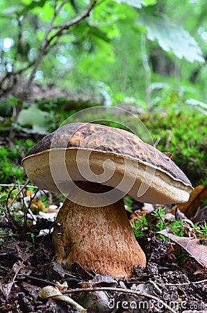 Boletus aereus mushroom (Porcini, Porcino, Cep, Steinpilz) 2 Stock Photo