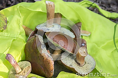 Boletus badius common brown edible bay boletes in green bag Stock Photo