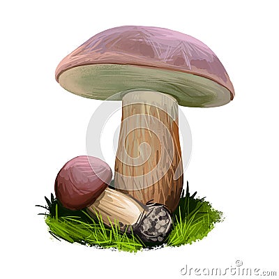 Boletus badius, Imleria badia or bay bolete mushroom closeup digital art illustration. Edible and pored fungus has Cartoon Illustration