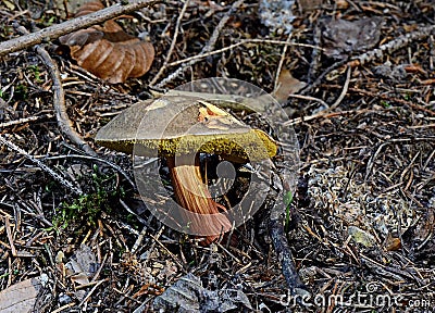 Boletus chrysenteron Stock Photo