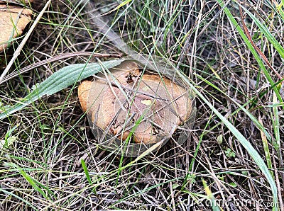 Boletus edible mushroom in autumn grass, seasonal natural background, forest mushrooms picking closeup Stock Photo