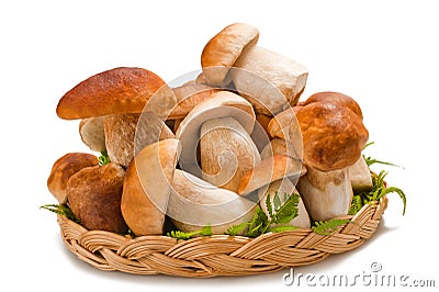 Boletus edulis Stock Photo