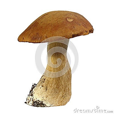 Boletus edulis Stock Photo