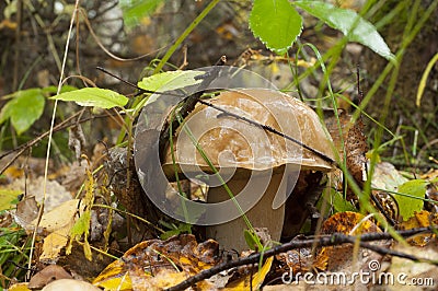 Boletus edulis in autumn Stock Photo