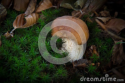 Boletus edulis - beautiful edible mushroom. Stock Photo