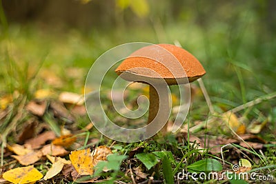Boletus edulis. Beautiful edible mushroom growing on the forest floor. Stock Photo