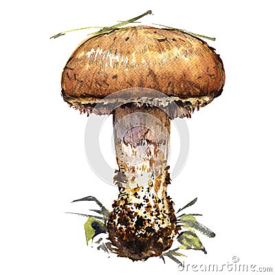 Boletus edulis forest mushroom isolated, watercolor illustration on white Cartoon Illustration