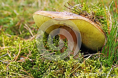 Boletus edulis in the moss Stock Photo