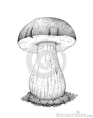 Boletus Edulis Mushroom Vector Illustration