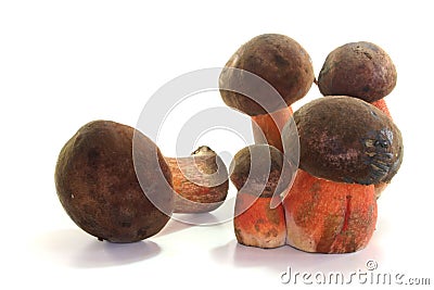 Boletus erythropus Stock Photo