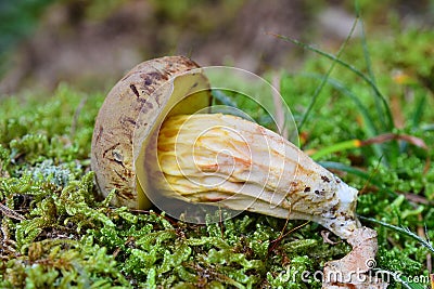 Boletus ferrugineus mushroom Stock Photo
