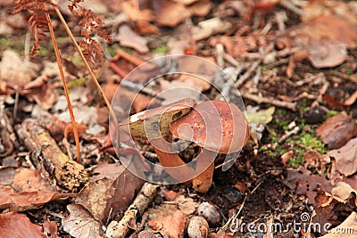 Boletus ferrugineus in the woods Stock Photo