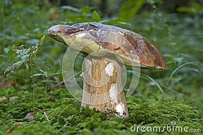 Boletus in a forest clearing Stock Photo