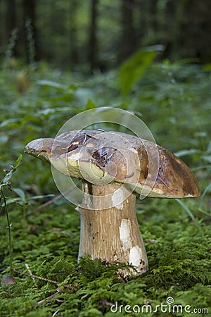 Boletus in a forest clearing Stock Photo