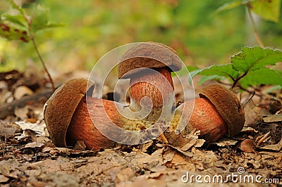 Boletus luridiformis fungus, known as the dotted stem bolete Stock Photo