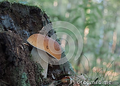 Boletus mushroom Stock Photo