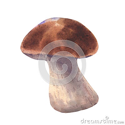 Boletus mushroom watercolor, big white mushroom, spongy mushroom, vegetarian gourmet cuisine, illustration isolated on Cartoon Illustration