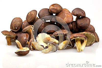 Boletus mushrooms Stock Photo