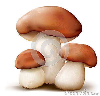 Boletus mushrooms Vector Illustration