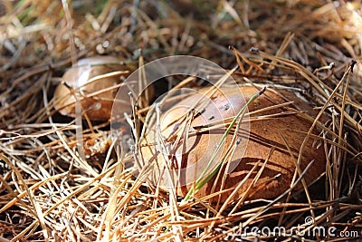 Boletus mushrooms under dry pine needles Stock Photo