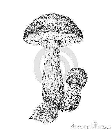 Boletus Mushrooms Vector Illustration