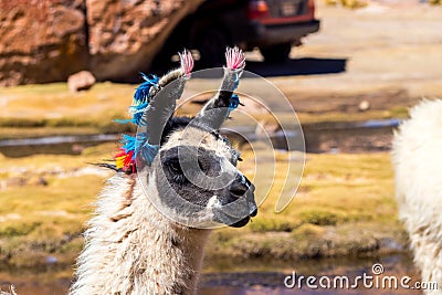 Bolivia, Andes region, llama, lama closeup Stock Photo