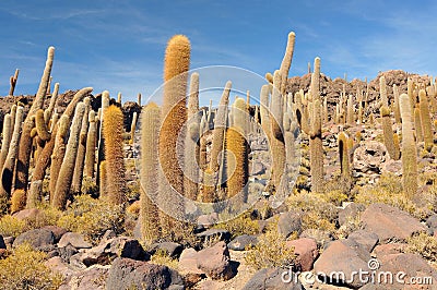Bolivia, Incahuasi Island, Center of the Salar de Uyuni, Cactus. Stock Photo