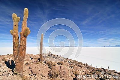 Bolivia, Incahuasi Island in the Center of the Salar de Uyuni, Cactus Stock Photo