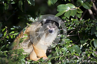 Bolivian black capped squirrel monkey Stock Photo