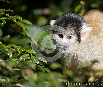 Bolivian black capped squirrel monkey, Saimiri Boliviensis Stock Photo