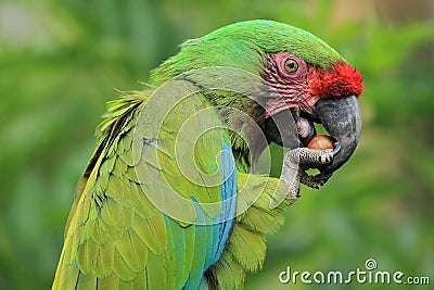 Bolivian military macaw Stock Photo