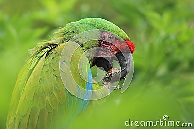 Bolivian military macaw Stock Photo