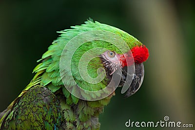 Bolivian military macaw (Ara militaris boliviana). Stock Photo