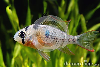 Bolivian Ram Cichlid Stock Photo