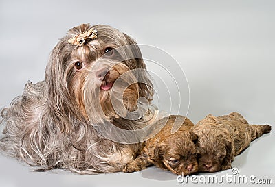Bolonka zwetna with its puppies Stock Photo