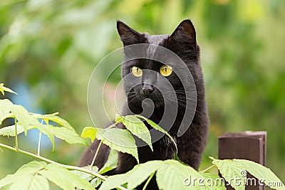 Bombay black cat portrait with yellow eyes and attentive look outdoors in spring, summer garden Stock Photo