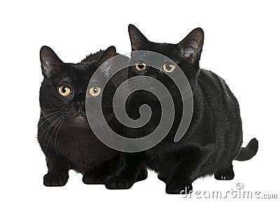 Bombay cat (10 months old) Stock Photo