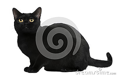 Bombay cat, 8 months old Stock Photo