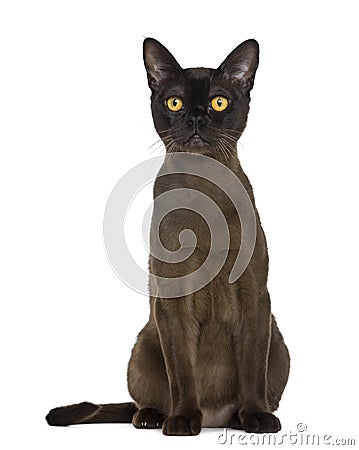 Bombay cat sitting Stock Photo