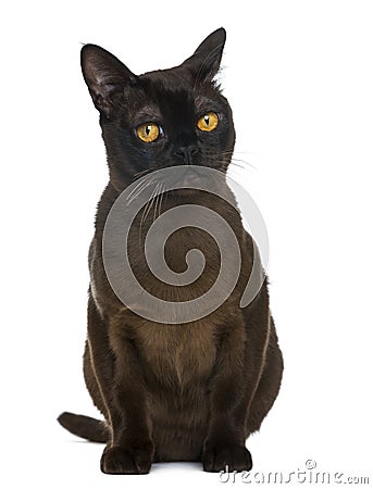 Bombay cat sitting and looking away Stock Photo