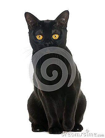 Bombay cat sitting and looking at the camera Stock Photo