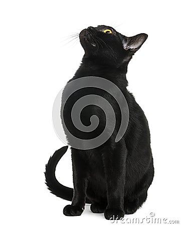 Bombay kitten sitting and looking up Stock Photo
