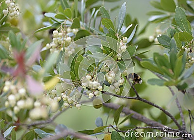 Bombus or bumblebee looking for food in an Arbutus unedo. Bombus is a genus of hymenoptera of the Apidae family Stock Photo