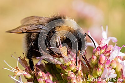 Bombus subterraneus bumble bee lapping up nectar from flower Stock Photo