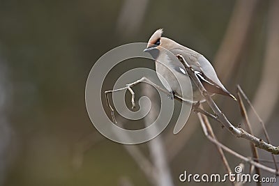 Bombycilla garrulus, Bohemian waxwing standing on a branch Stock Photo